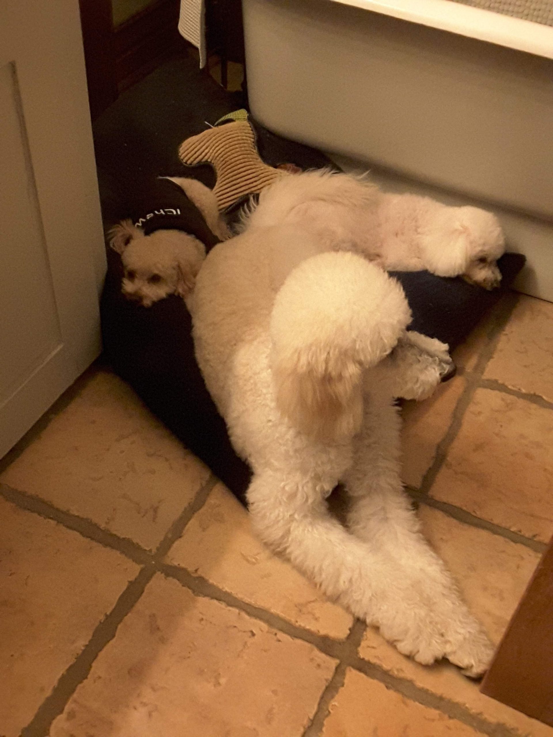 Three dogs