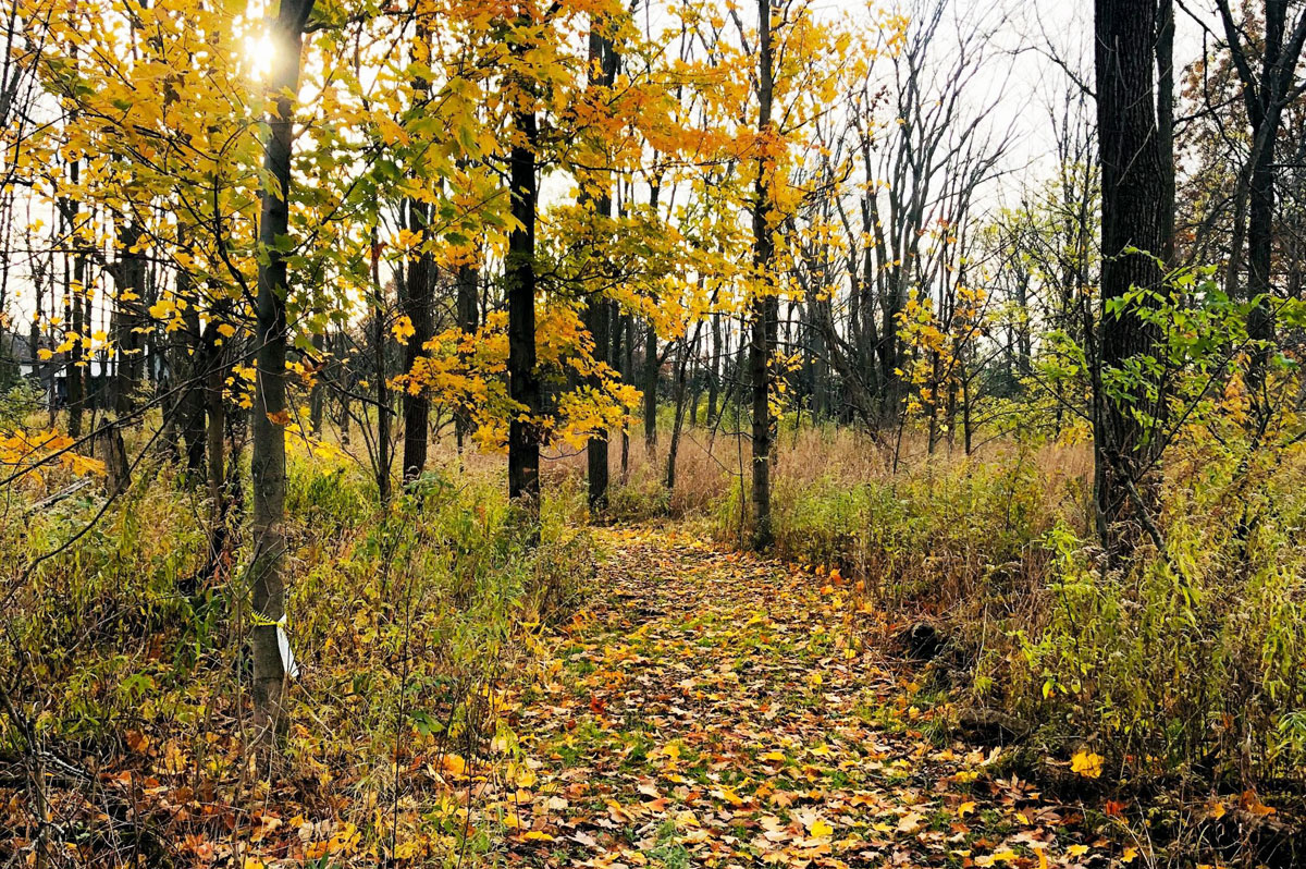 Forest trail with yellow autumn foliage